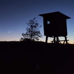 Perjasica, skraćena