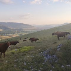 Mazin 2022., pokušaj prvi